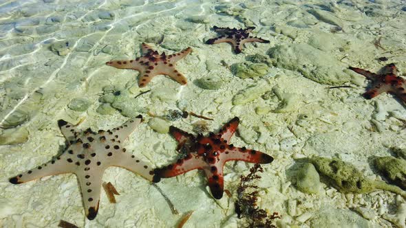 Starfish on a Tropical Beach