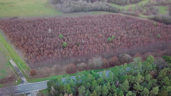 A Colorfull forest in Germany