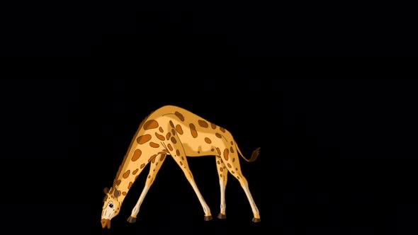 Big giraffe eats grass alpha matte full shot 4K