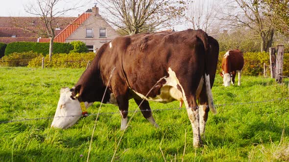 cow electronic identification neckband responder