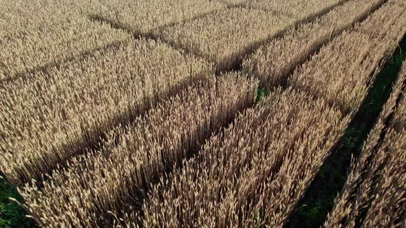 Top View to the Farm Wheatfield