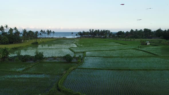 Kites Fly on the Ocean Shore Near the Rice Terraces