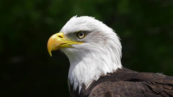 bald eagle ruffled feathers foliage blowing in wind background 4k