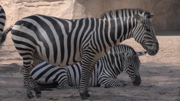 Zebras at the zoo One animal is pregnant