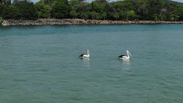 Two pelicans on waters of Noosa Heads, Queensland in Australia. Drone shot