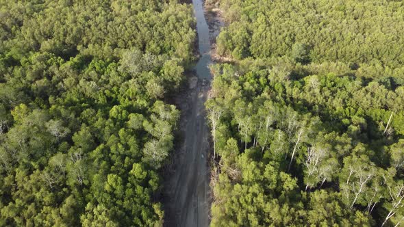 Mangrove tree forest is cut down