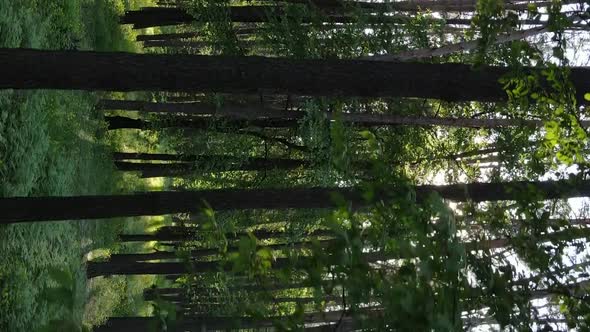 Vertical Video of a Forest with Pine Trees