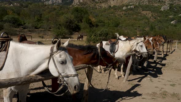 Herd of Horses Are Tethered in a Parking