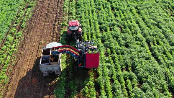 Carrot Harvest in Farm Land