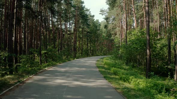 The Car Goes on the Road Through a Pine Forest