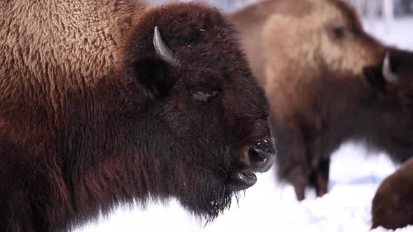 bison side profile breathing and chewing slomo sunny winter