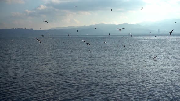 Flock Of Seagulls Flying On The Sea  Slow Motion 5