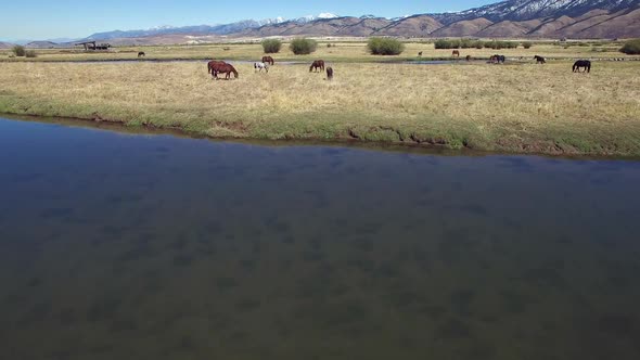 Drone footage of Horses grazing