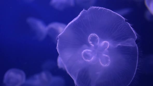 Slow Motion Moon Jellyfish