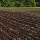 Young Green Garlic Plants in the Farm Field - VideoHive Item for Sale