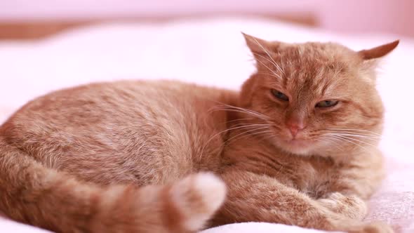 Cat Sits on the Sofa at Home