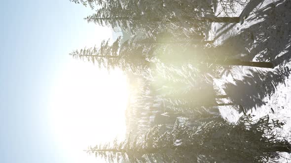 Flight Above Winter Forest alt