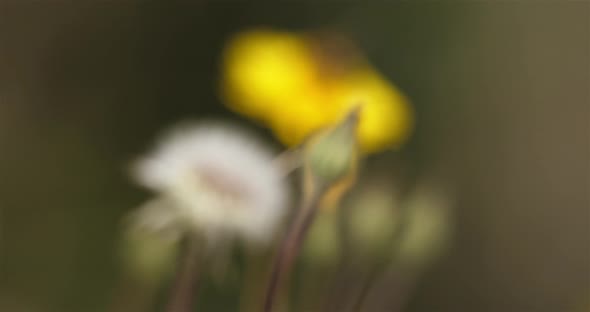 a bee gathering on a dandelion