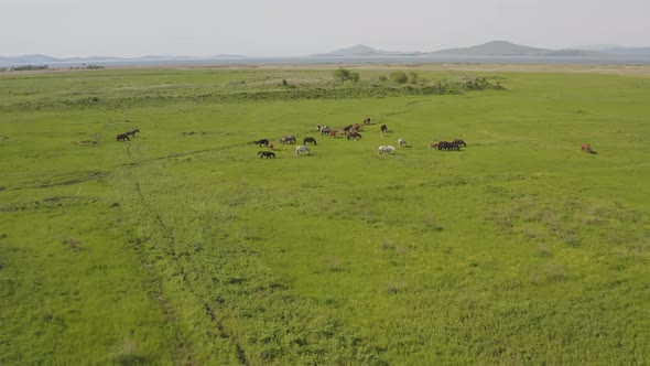 Aerial Drone Footage of Running Horses in a Field