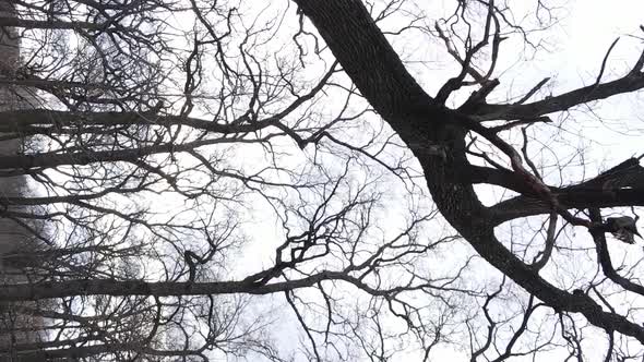 Vertical Video of the Forest with Trees Without Leaves