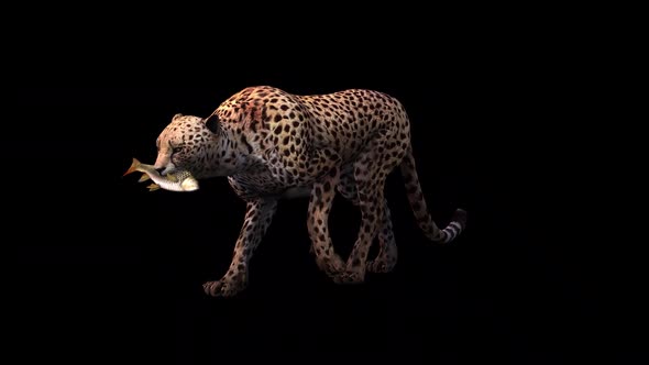 Fish with Cheetah Side View Loop Walk