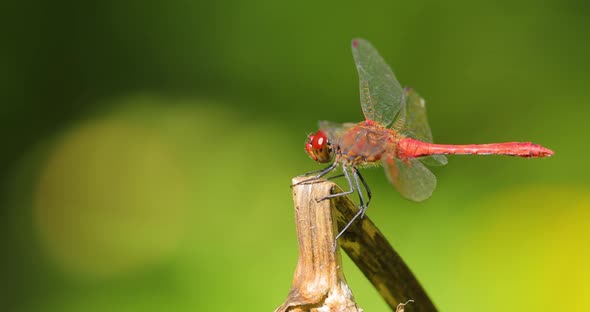 Scarlet Dragonfly Crocothemis Erythraea is a Species of Dragonfly in the Family Libellulidae