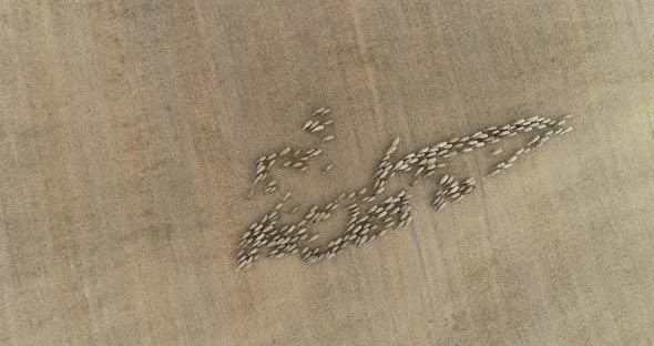 Drone overhead view of sheep herd moving. Top down view of sheep herd feeding on field