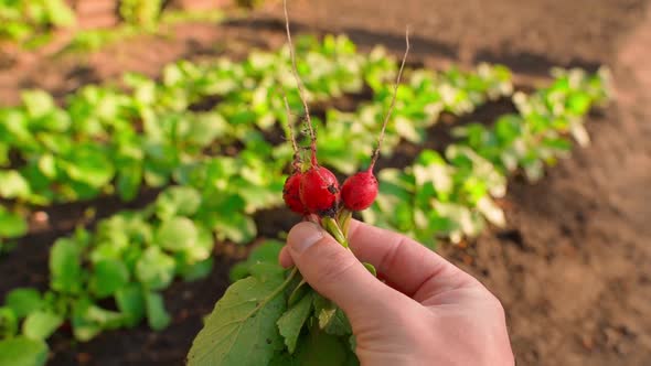 Beautiful Juicy Fruits of Red Radish Closeup Against the Backdrop of a Garden Bed