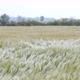 In a cereal field. Nice view of vagues of the rye ears swaying in the wind. - VideoHive Item for Sale