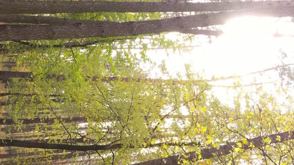 Vertical Video of a Forest Landscape on an Autumn Day in Ukraine