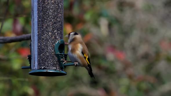Goldfinch,  Carduelis carduelis, on hanging feeder. UK