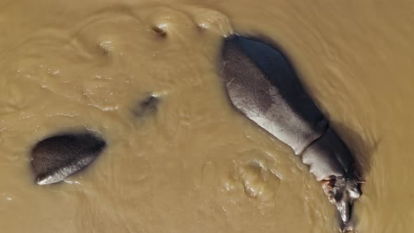 Aerial View of Hippos swimming in the river, Balule Reserve, South Africa.