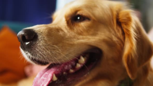 Golden Retriever Lying on Sofa in Livingroom