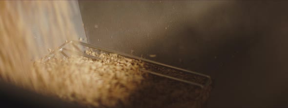 Grains of wheat falling to the ground