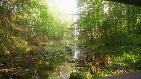 Wooden Bridge Over the River in Green Forest, Autumn Daylight, Slider Shot