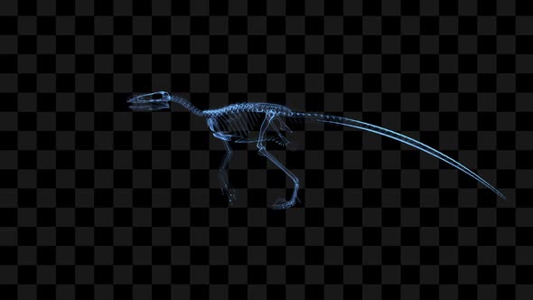 3D Velociraptor Skeleton Hologram