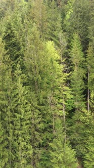 Aerial View of Trees in the Forest