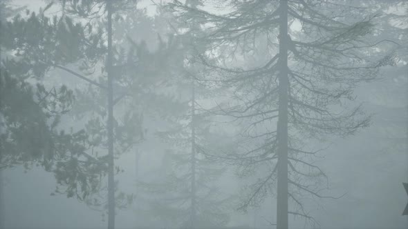 Cloudy Autumn Day in the Pine Forest with Fog