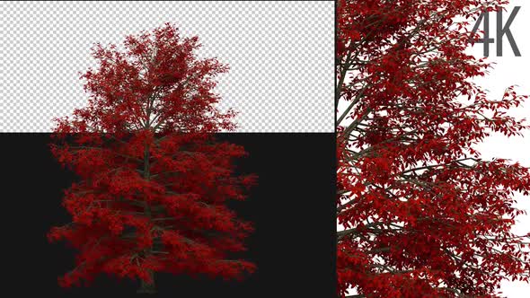 Red Maple Tree alt
