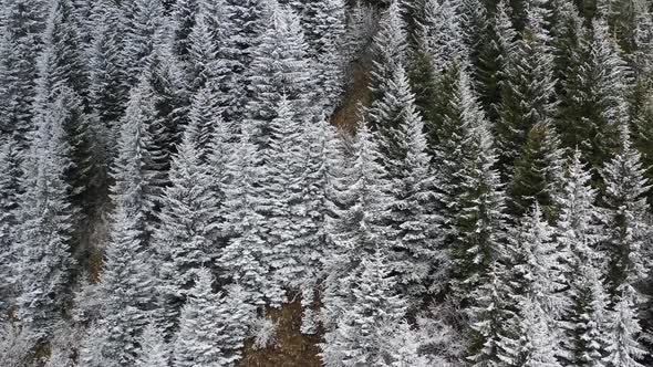 Snow Covered Forest