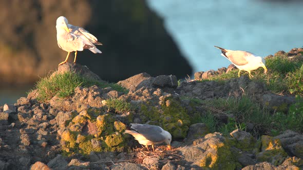 Nesting Bird