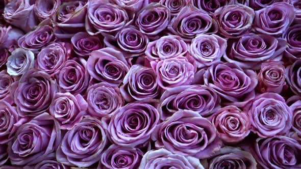 Natural Roses Background