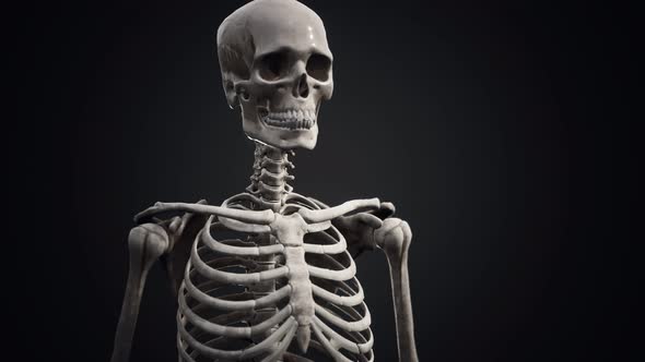 Full Human Skeleton Standing alt