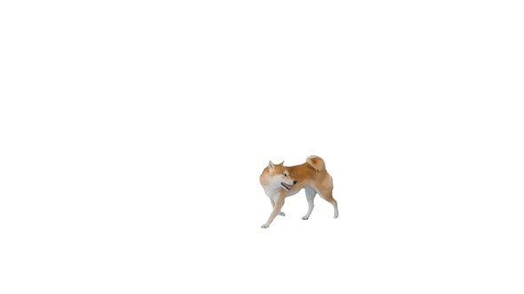 Happy shiba inu walking and thinking where to go on white