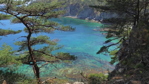 View From the Pine Grove on an Amazing Turquoise Sea in Marine Reserve