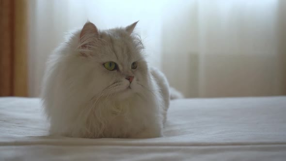 Cute Domestic Persian Silver Chinchilla is Lying on Bed in Room and Resting