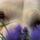 Labrador Dog - VideoHive Item for Sale