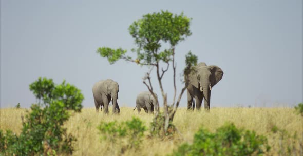 Three elephants in the savanna