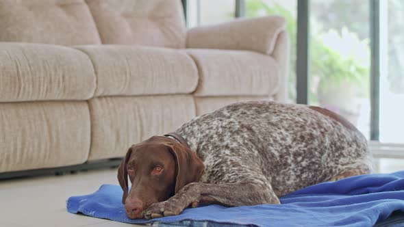 german pointer dog sitting inside a house