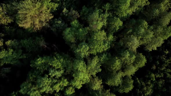 Flying Over Green Trees Forest